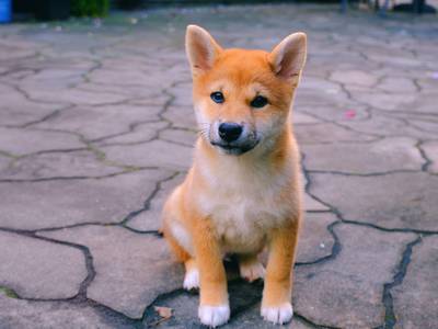 Shiba Inu