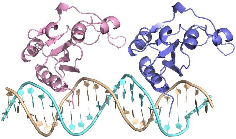 DNA