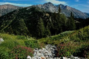 Fortnite Creator’s Green Mission: Buying Up U.S. Forests